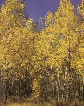 aspen