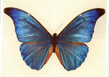 bluemorpho