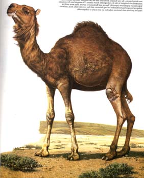 camel