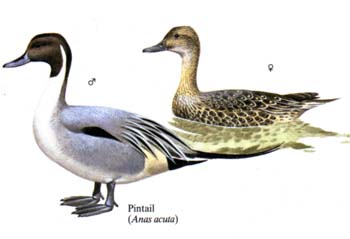 pintail