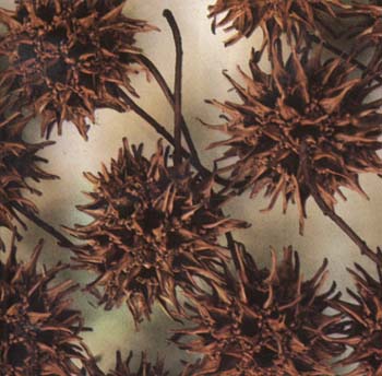 sweetgum