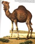 camel