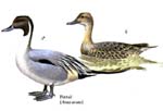 pintail