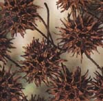 sweetgum