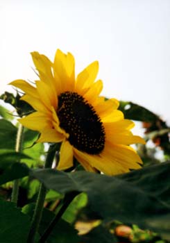 sunflower