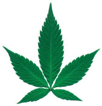 weedleaf