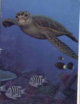 loggerhead