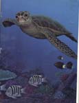 loggerhead